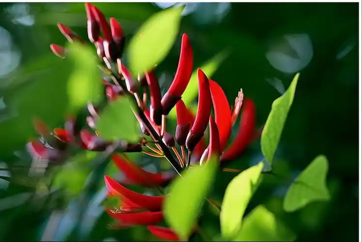 乌拉圭国花:象牙红