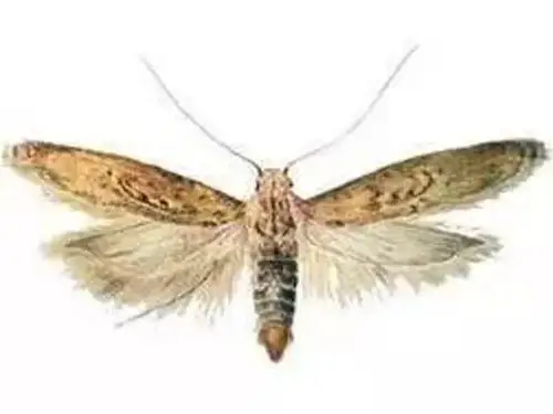 【留言有奖】农作物的八大类害虫汇总,附介绍及配图-搜狐