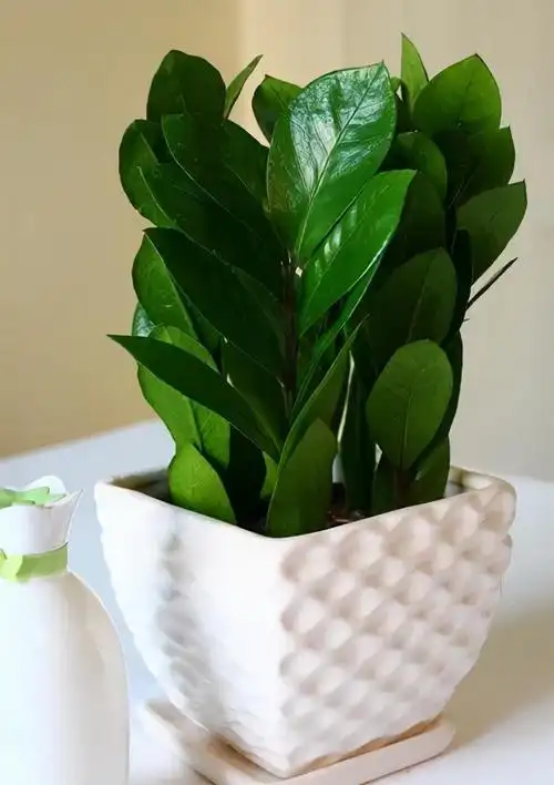 聚财型发财树如何养(聚财树的养殖方法讲解)-其他花草_【三农电视网】