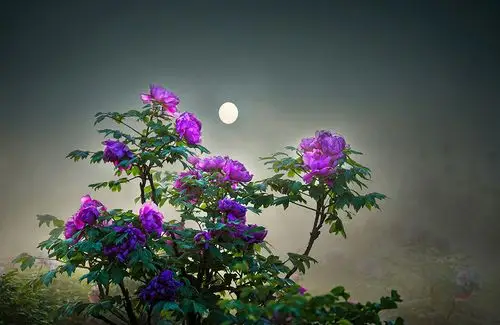 ctps.cn-- 瑶台月下真国色 醉荷伊人 牡丹