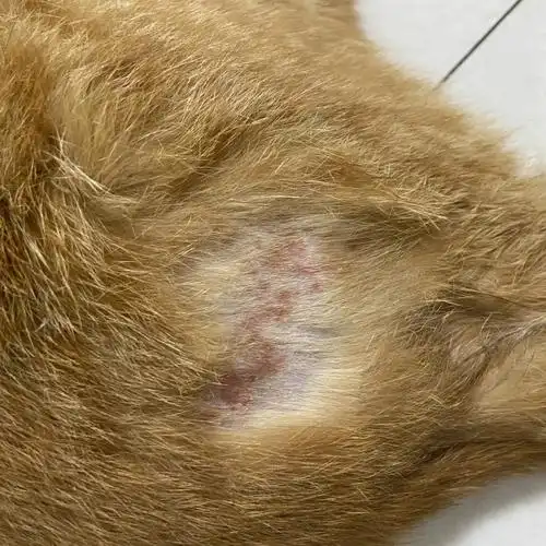 猫咪皮肤病不知道是不是猫癣