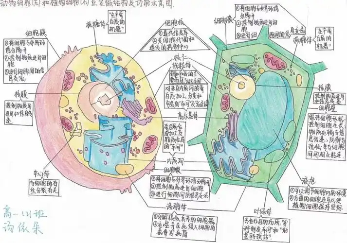 专业精美而且萌萌哒淮南二中2022届细胞结构手绘大赛优秀作品展
