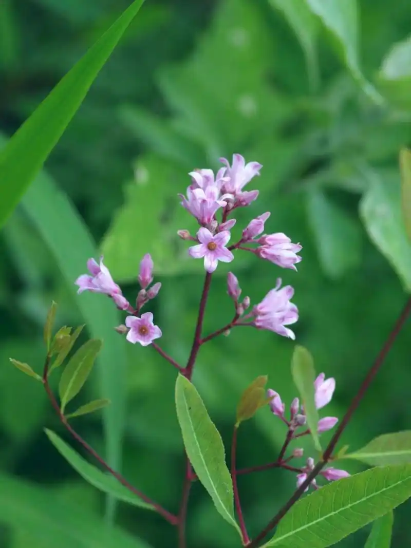 夏日植物|神奇植物罗布麻|秦皇岛植物 拍摄时间:6月底至8月初 拍摄