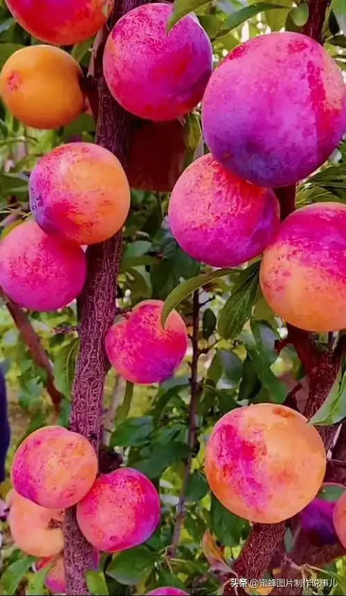 壁纸美图,硕果累累,丰收的喜悦_网易订阅