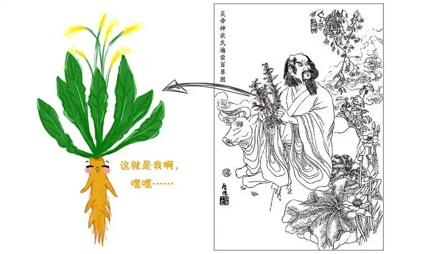 就是板蓝根他手中拿着的那株植物后人为了怀念他,常将神农氏画像挂在