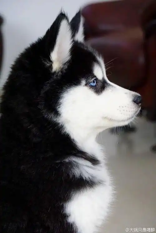 哈士奇完美侧颜 - 堆糖,美图壁纸兴趣社区