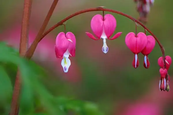 世界上最漂亮的十种花:郁金香上榜,天堂鸟夺冠
