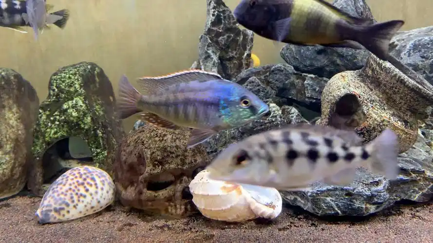 三湖慈鲷埃及红鹰