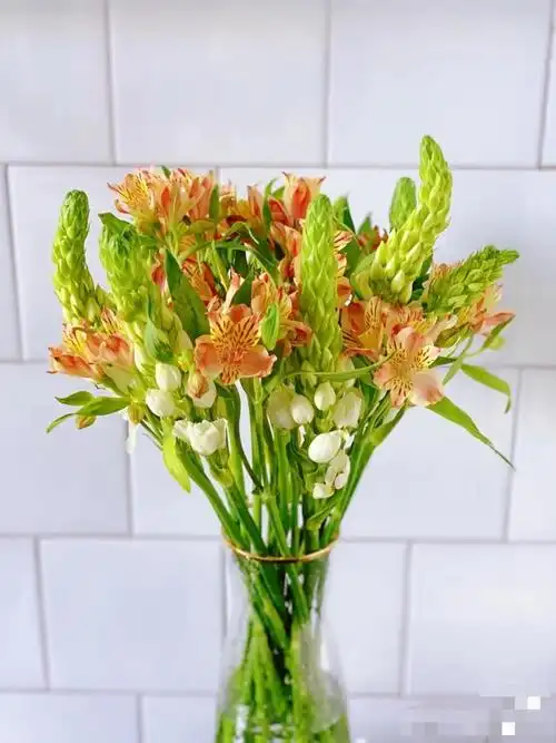 云南昆明圣心百合鲜花家庭办公室插花 旧故里 白色圣心百合(5支)