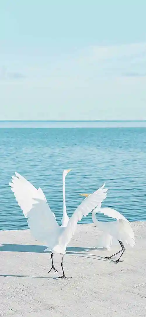 选取新的墙纸;之后浏览相册,找到刚下载的壁纸,并将其设置为"主屏幕壁