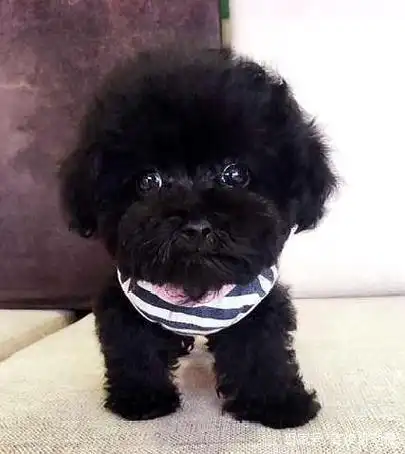 原创为什么养黑色泰迪的人很少因为黑泰迪有5个缺点