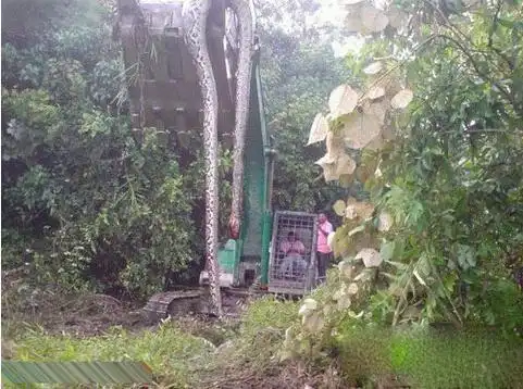 中国最近挖出的大蛇