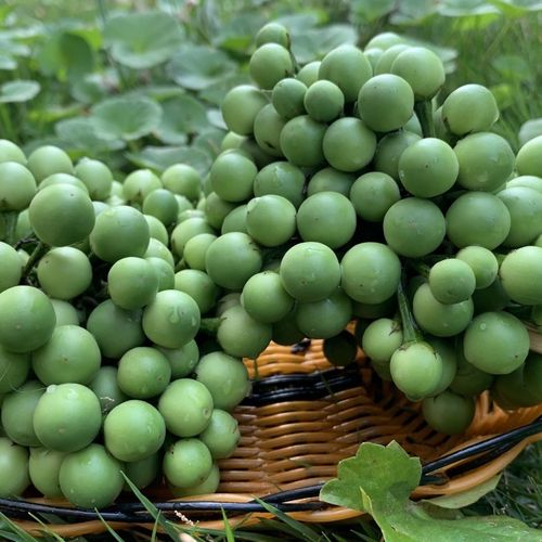 云南西双版纳野生小苦子果 苦果苦子果撒撇原料泰国小茄子 苦茄子