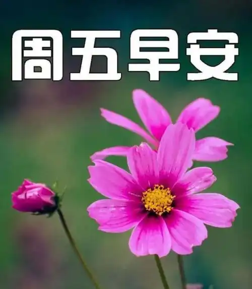 2024年3月8日周五早安今天刚出最新早安图片早上好最漂亮的图片独一无