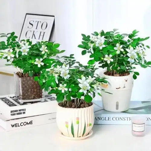 这种花不仅好看,还花香浓郁,种植起来很简便