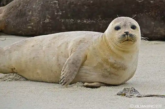海狮图片_图片大全