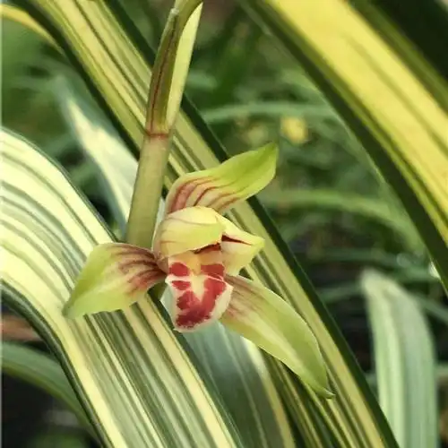 翁源兰花苗建兰福隆中透线艺带金边铭品浓香四季兰室内绿植物盆栽