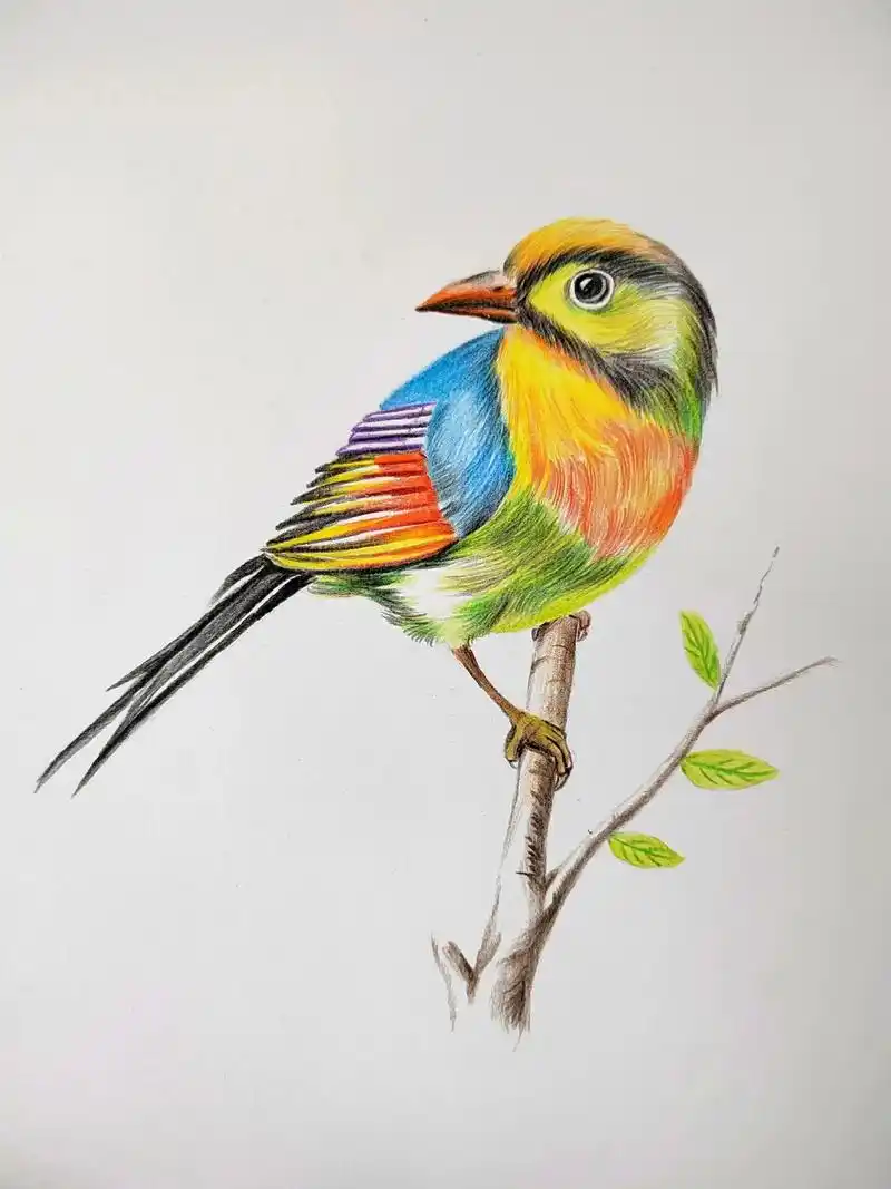 简单易学的彩铅鸟类相思鸟画法.#画画 #铅笔画#彩铅画#零基 - 抖音
