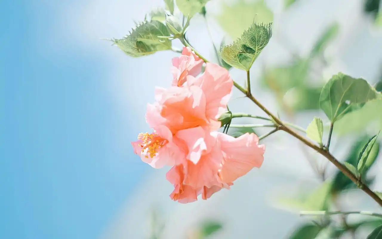 小清新唯美花卉植物高清图片桌面壁纸