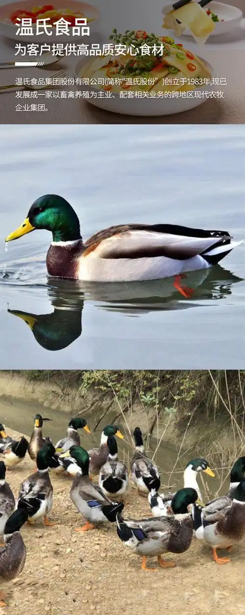 温氏供港青头鸭高品质农家土鸭整只活新鲜现杀速冻发货
