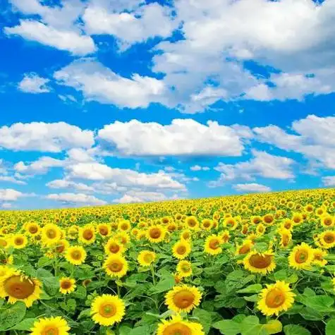 适合永久做头像的图片样式太多最适合女生使用了