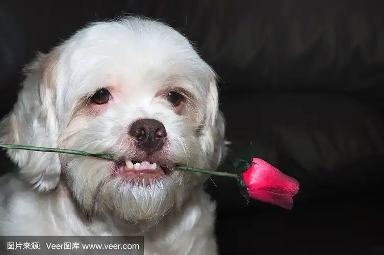 为什么嘴叼玫瑰花 嘴上叼着玫瑰什么意思