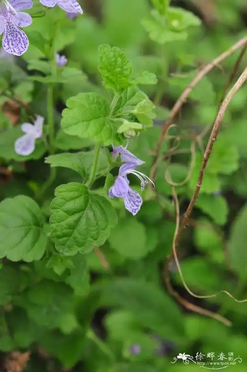 单花莸caryopteris nepetifolia