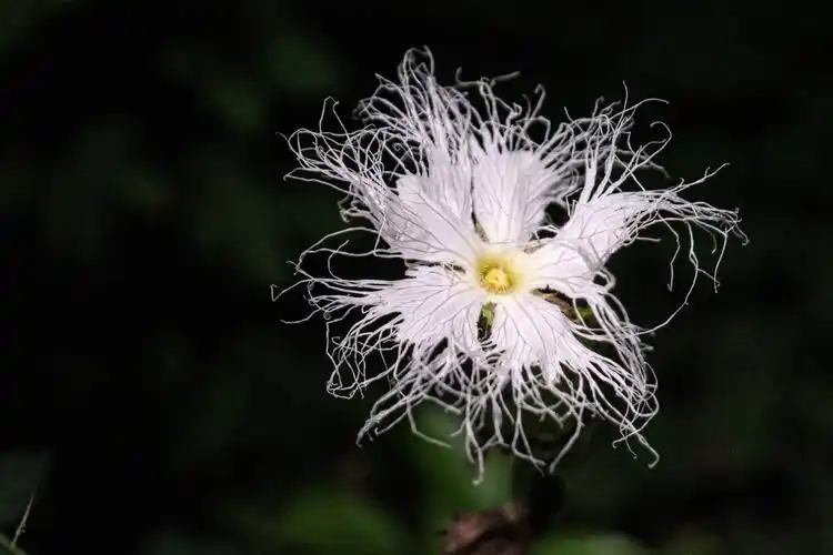 栝楼也叫吊瓜子花