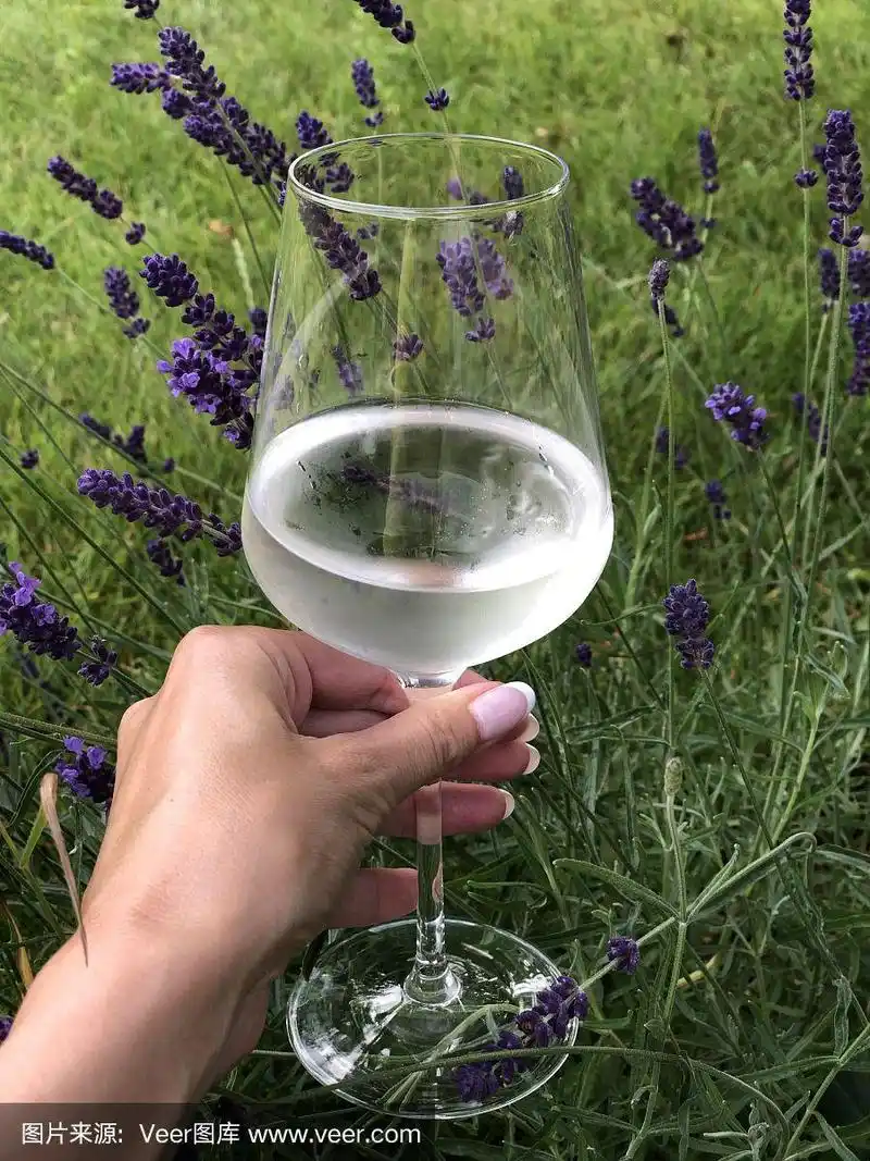 在薰衣草的背景下,一个女人手里拿着一杯白葡萄酒.