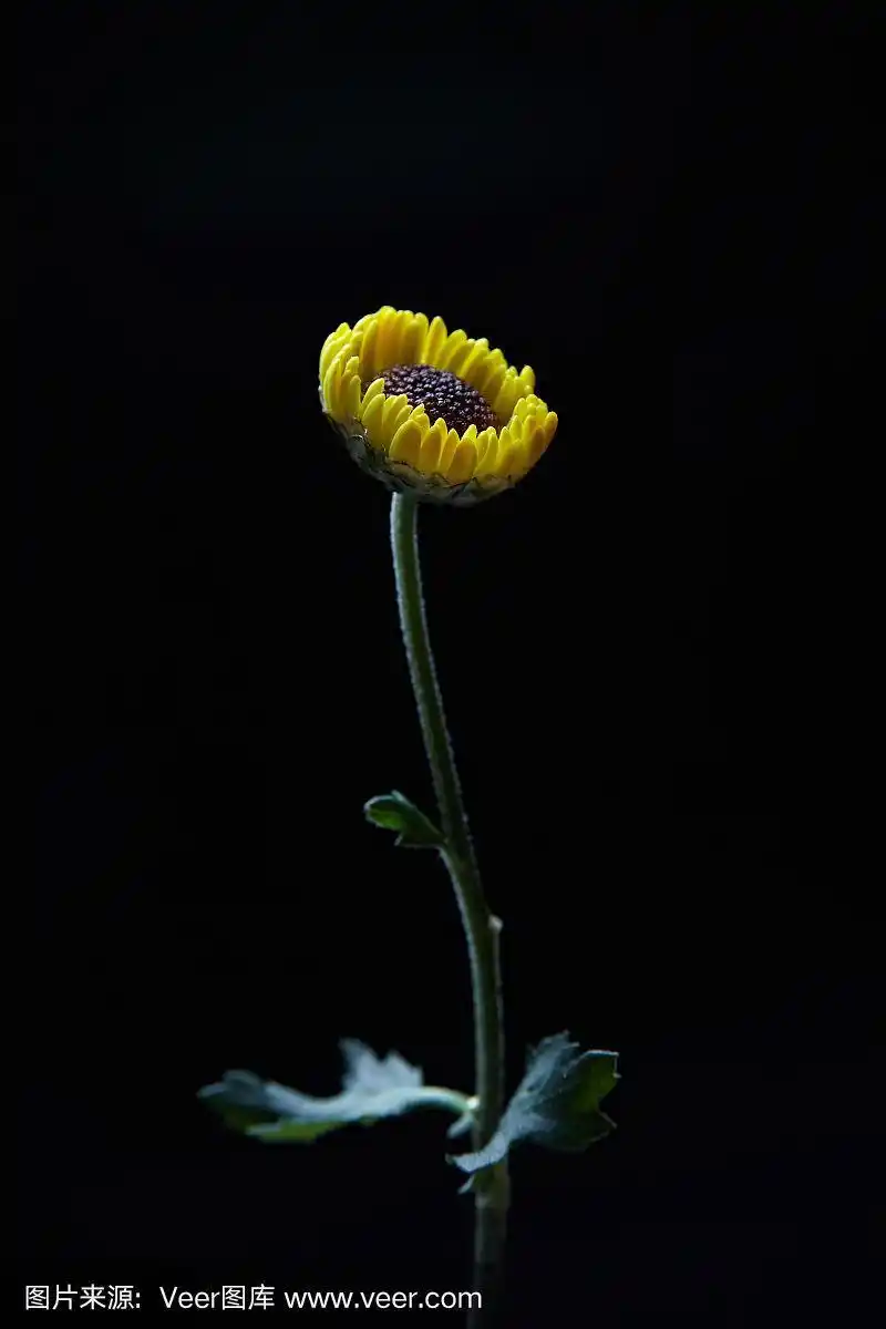 黑色背景上的向日葵