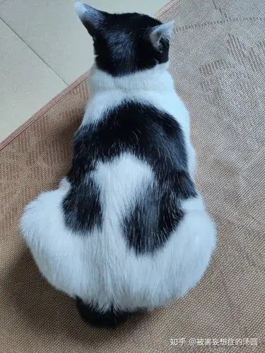 为什么猫咪黑毛里长出白毛?