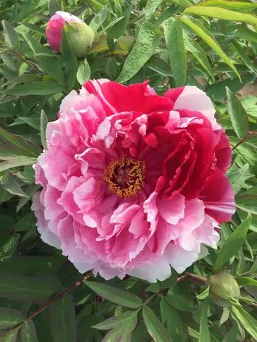 一朵牡丹,两种颜色