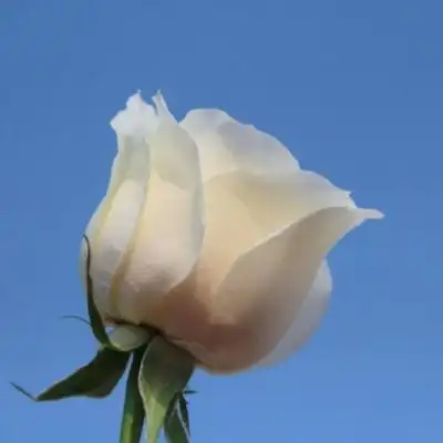 背景图/干净_唯美图片_我要个性网