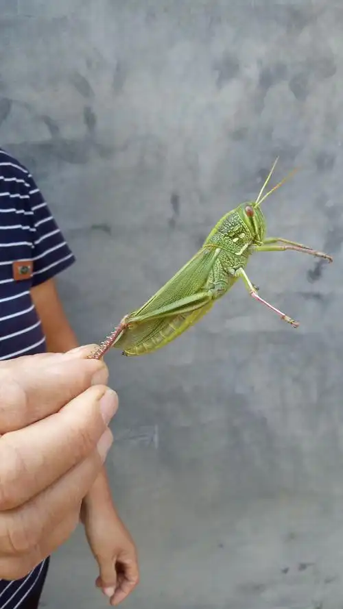 救起一只大蚂蚱