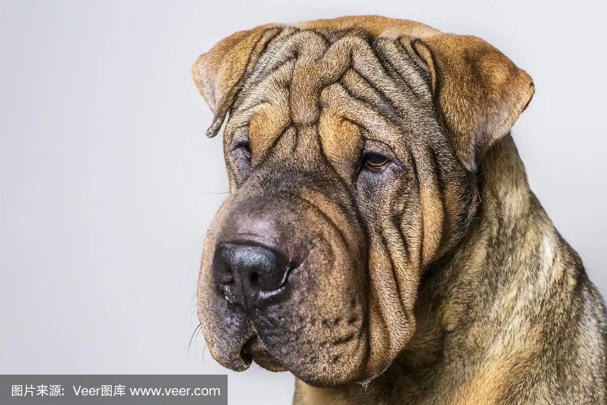 红色皱纹沙皮狗的肖像