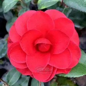 黑珍珠山茶花苗大红花室内花卉盆栽四季常青绿植盆景植物包邮