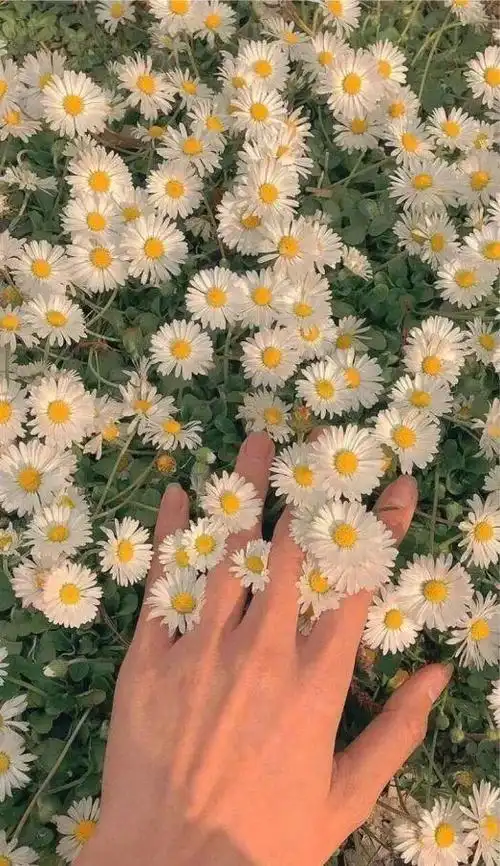 小雏菊壁纸 ·文艺ins风|喜欢小雏菊,却无关它的花语