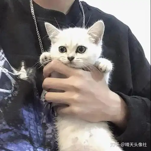 有哪些很耐看的猫系男生头像? - 知乎