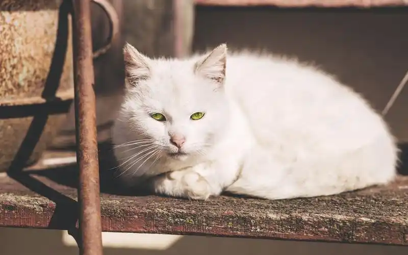 可爱的小猫咪日常生活