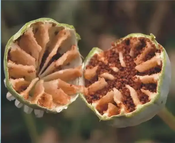 罂粟苗和普通植物的区别,在叶片锯齿状凹槽处有白点(红色圈出),一般