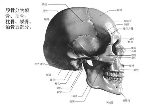 头部结构ppt课件