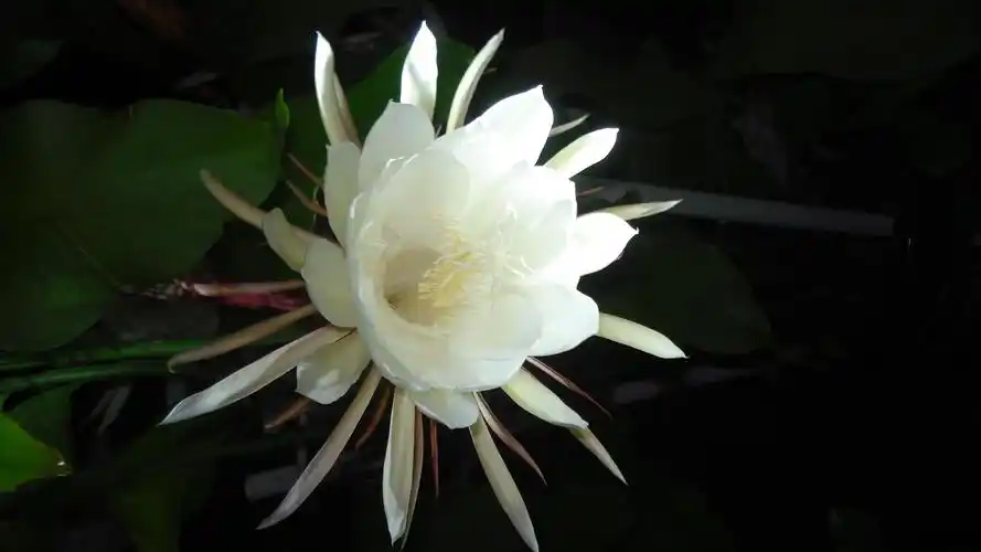 唯美昙花一现,高清图片,电脑桌面-壁纸族