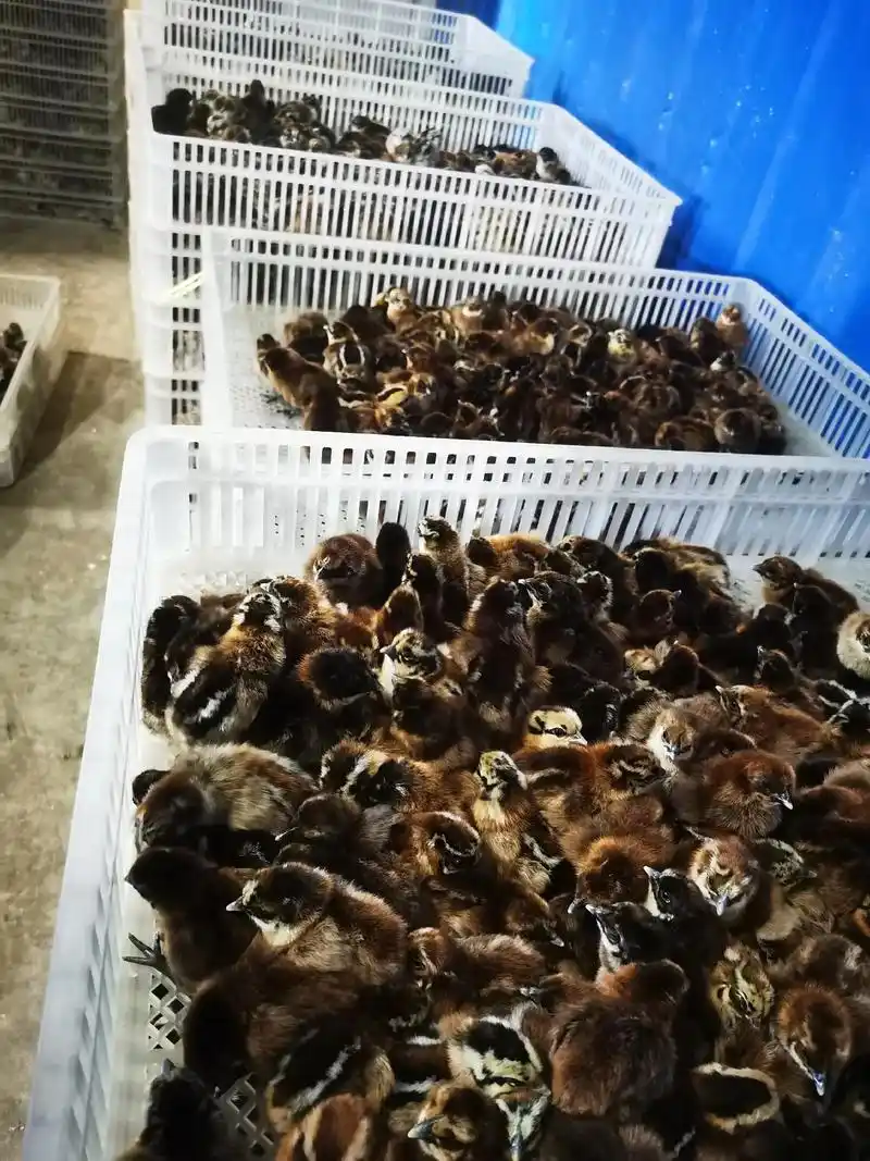 乌肉高脚纯土鸡,青花,黑毛,品质一流. - 抖音