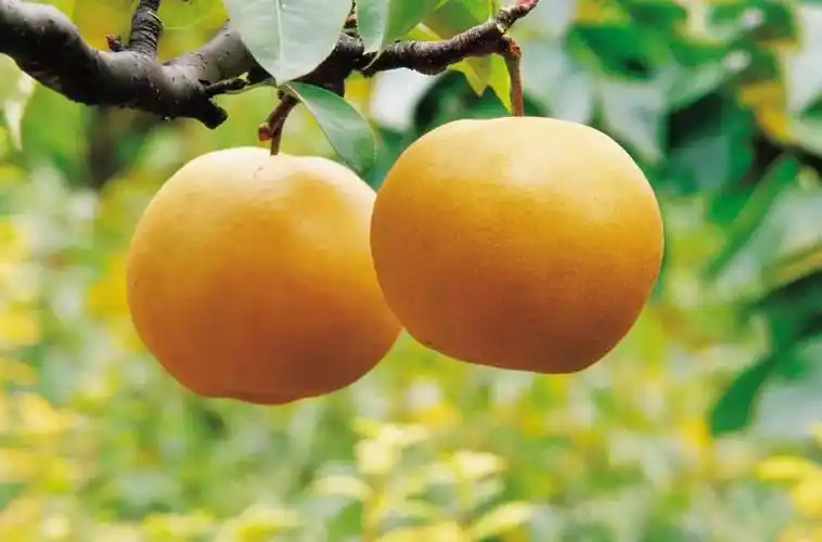 秋梨——滋阴润肺的好食材