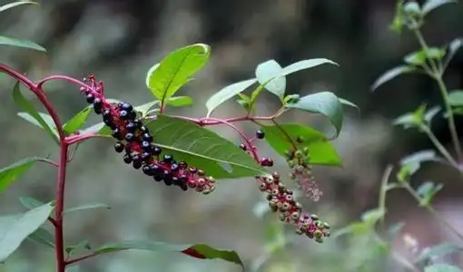 有毒的土三七图片