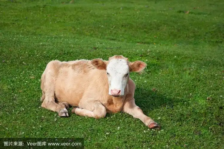 一只可爱的浅棕色小牛躺在鲜绿的草地上.夏天阳光灿烂的日子
