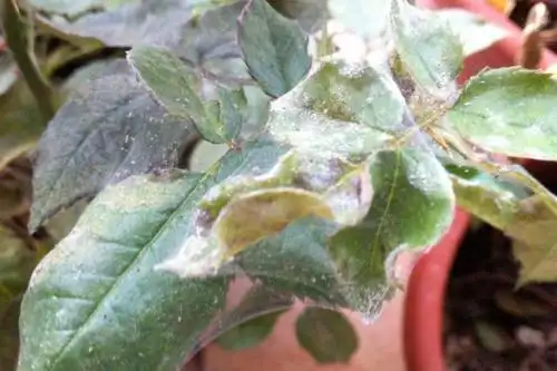 盆栽花卉常见病虫害防护和治疗措施,做到这几点,可以少花冤枉钱