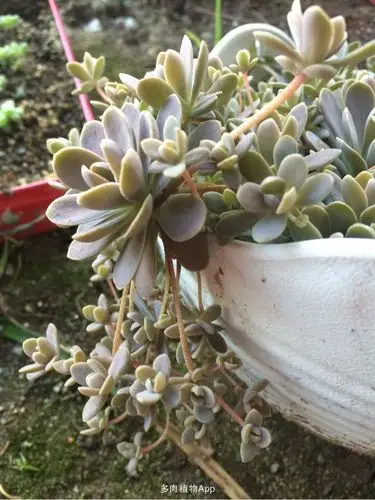 普货的夏天,被丸叶姬秋丽小苗萌到了.