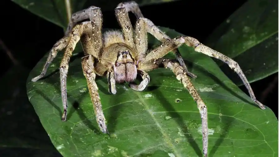 中国十大毒蜘蛛排行榜(世界第一毒蜘蛛图片恐怖到吓死人) | 壹视点
