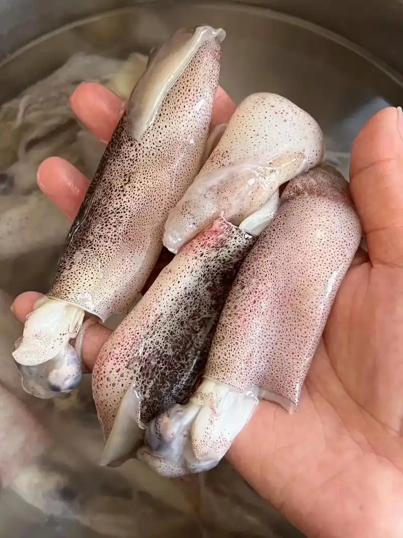 青岛野生笔管鱿鱼.91纯野生当季笔管鱿鱼,鲜美劲道,一口吃掉 - 抖音